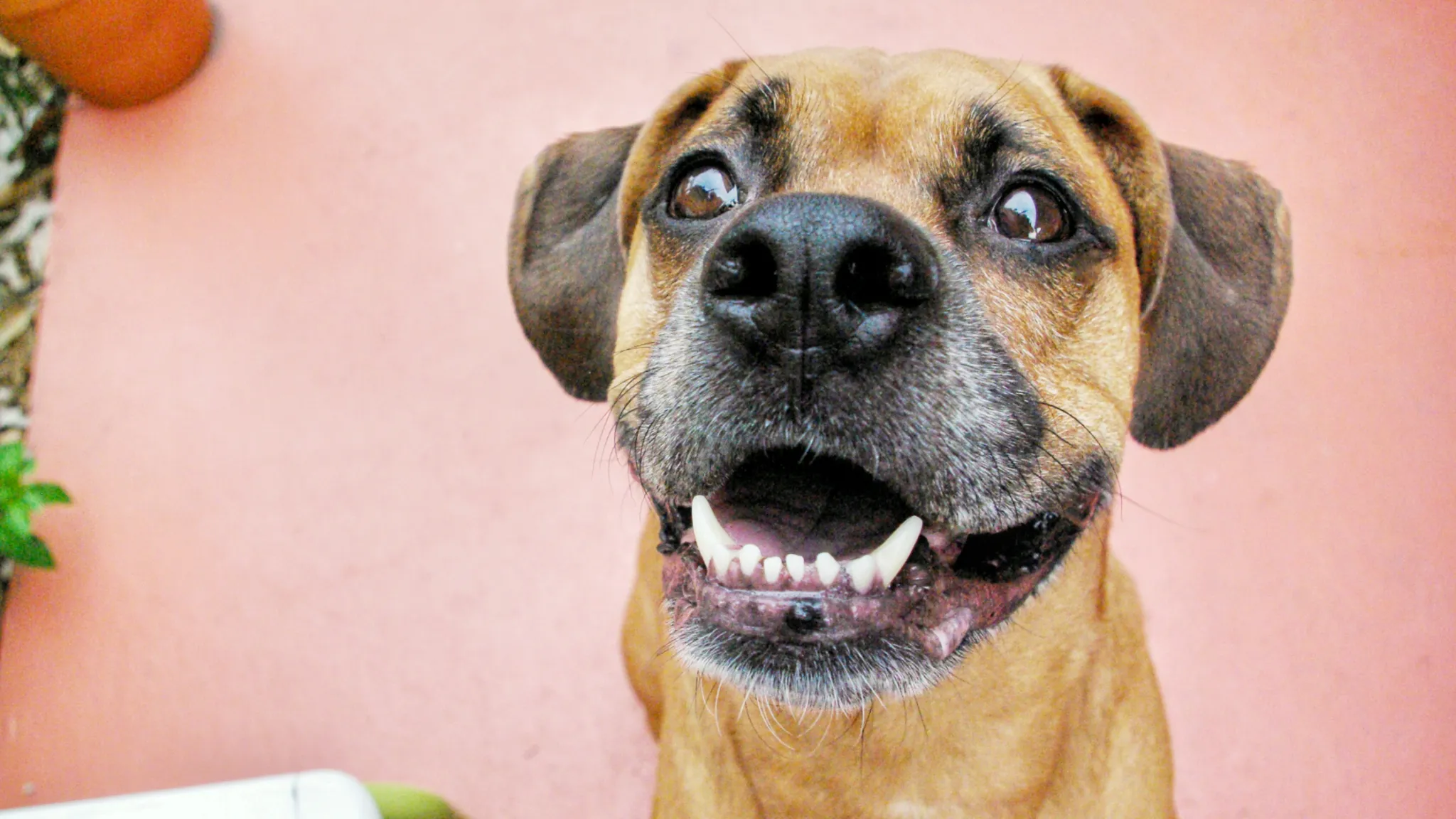 La anticipación es más fuerte que la recompensa