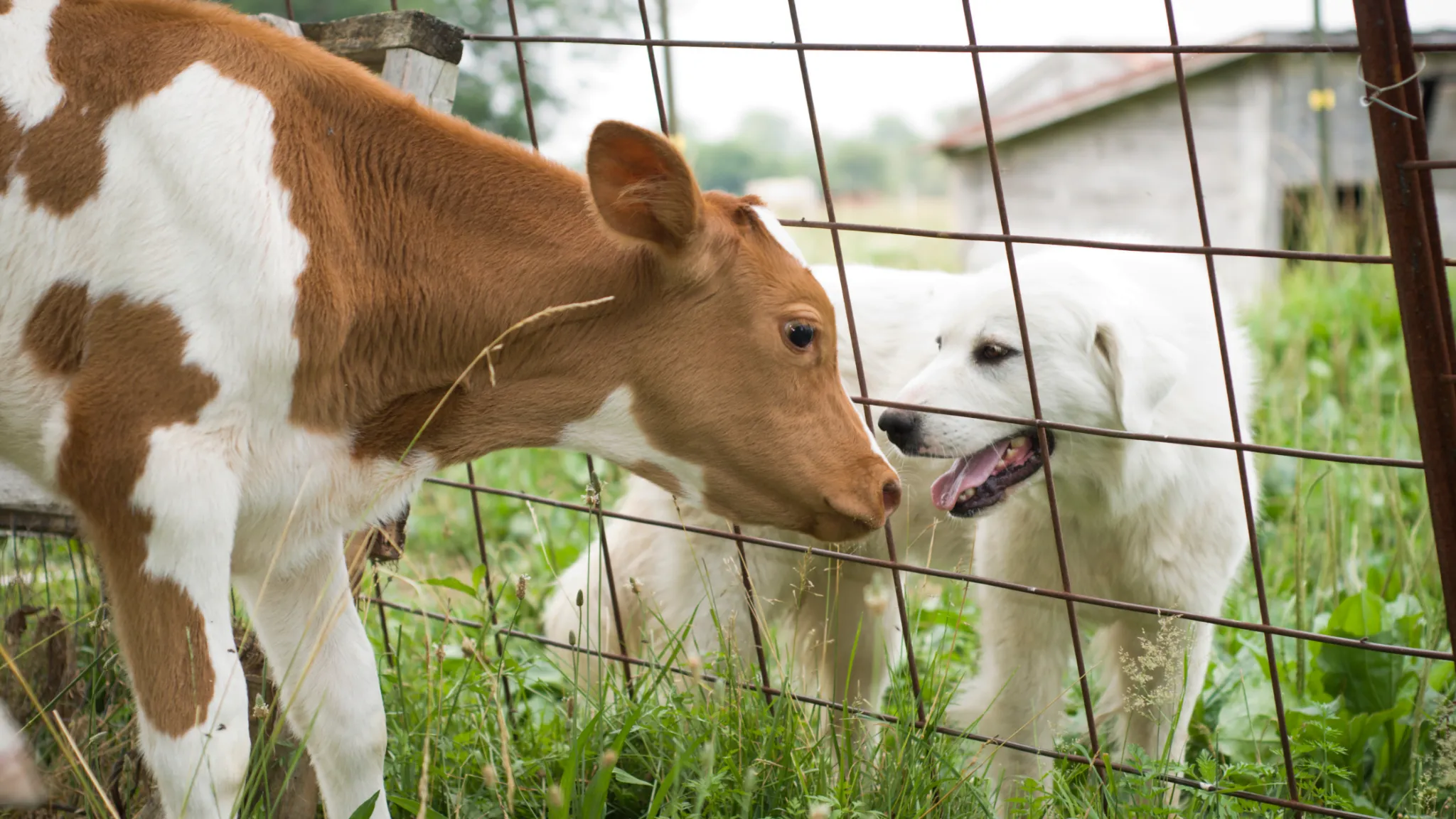 Lección Emprendimiento Granjero